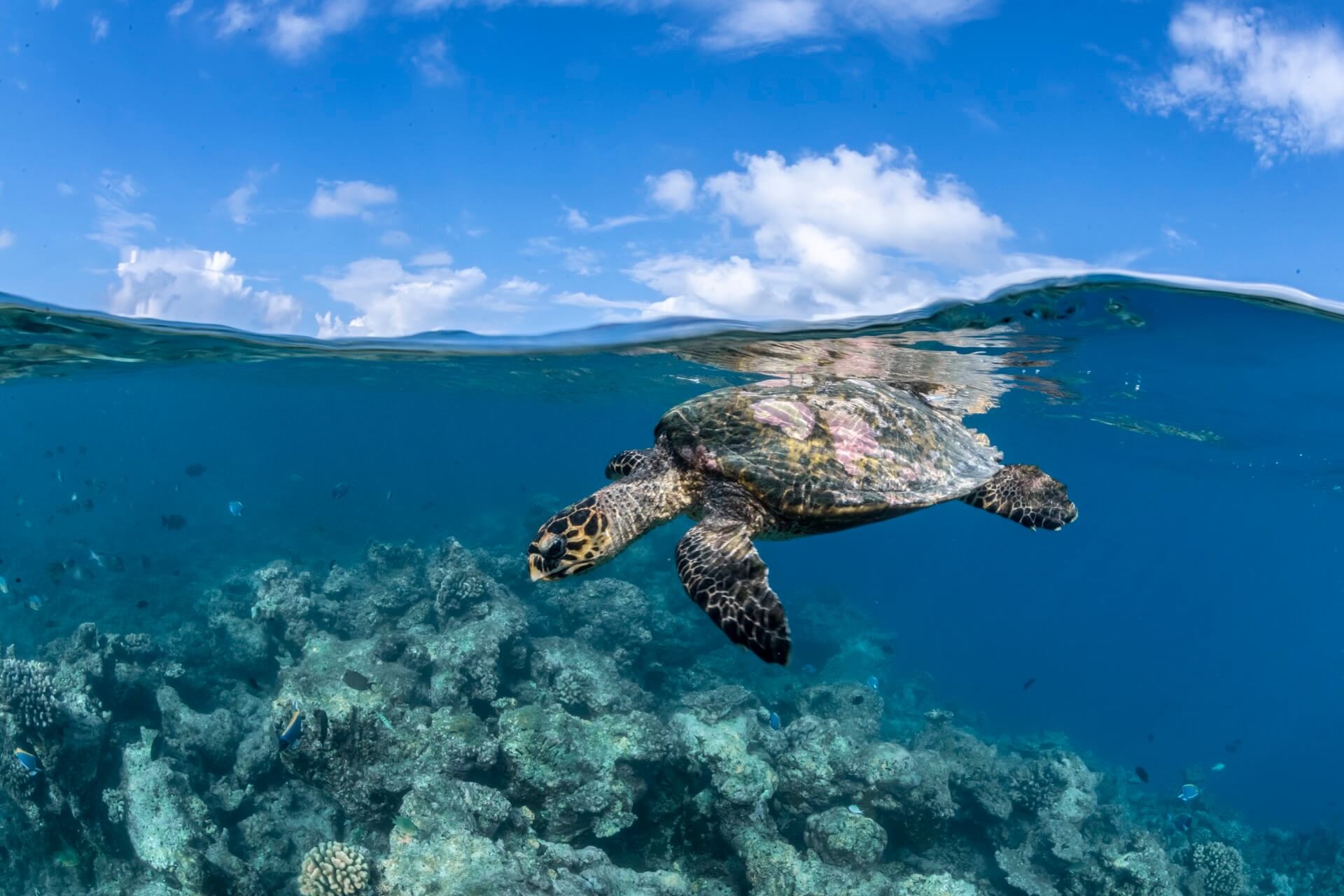 Snorkeling at Como Cocoa Island Maldives