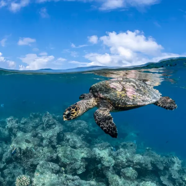 Snorkeling at Como Cocoa Island Maldives
