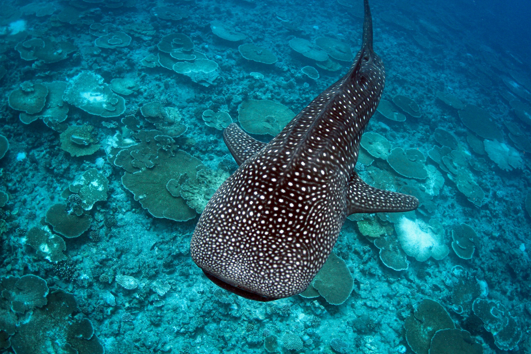 Whale Shark Excursion at Conrad Maldives