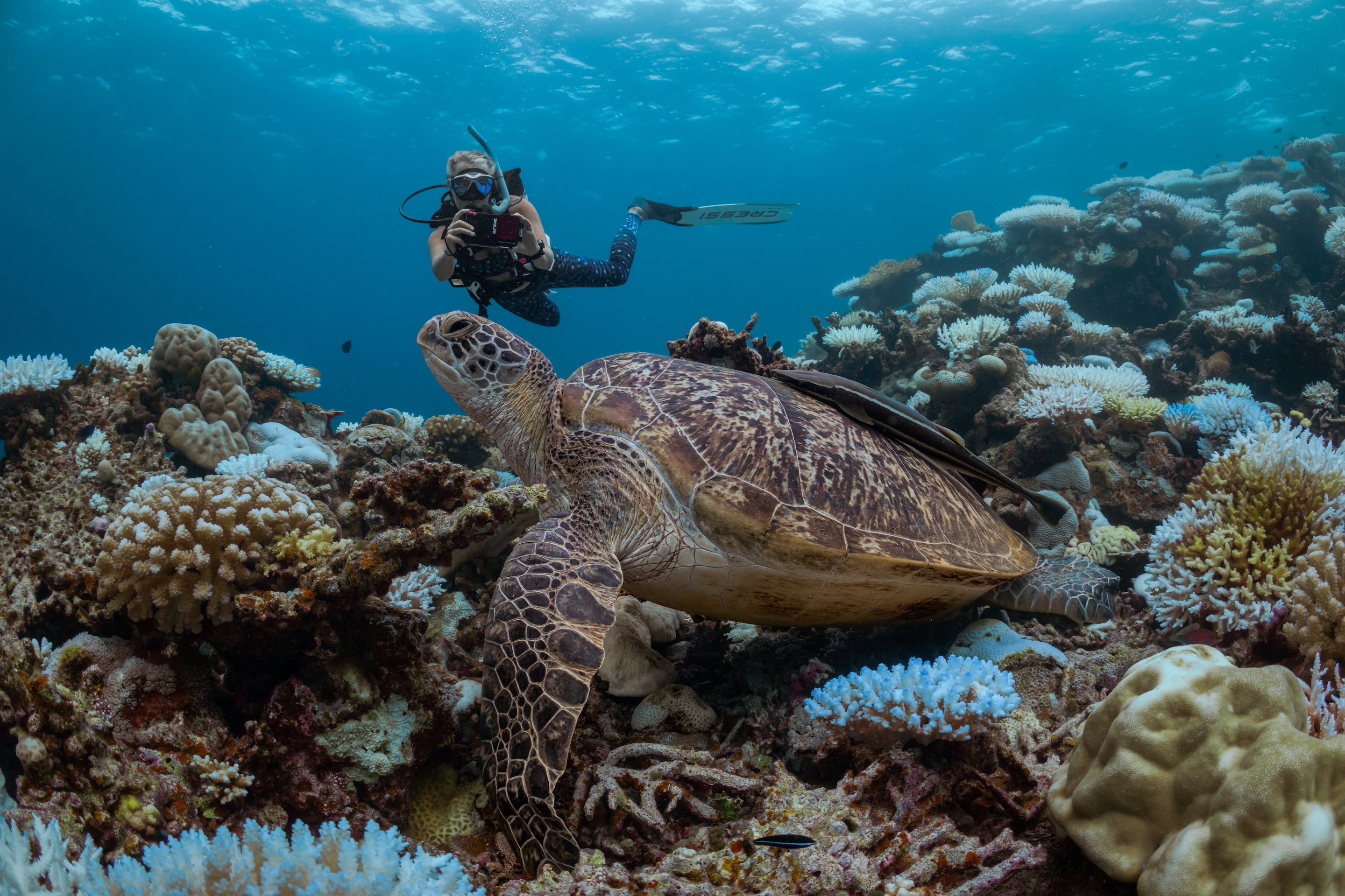 Diving at Six Senses Laamu