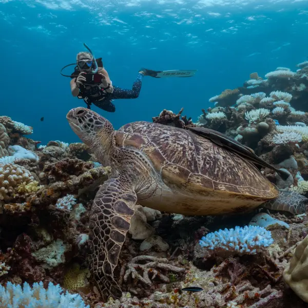 Diving at Six Senses Laamu