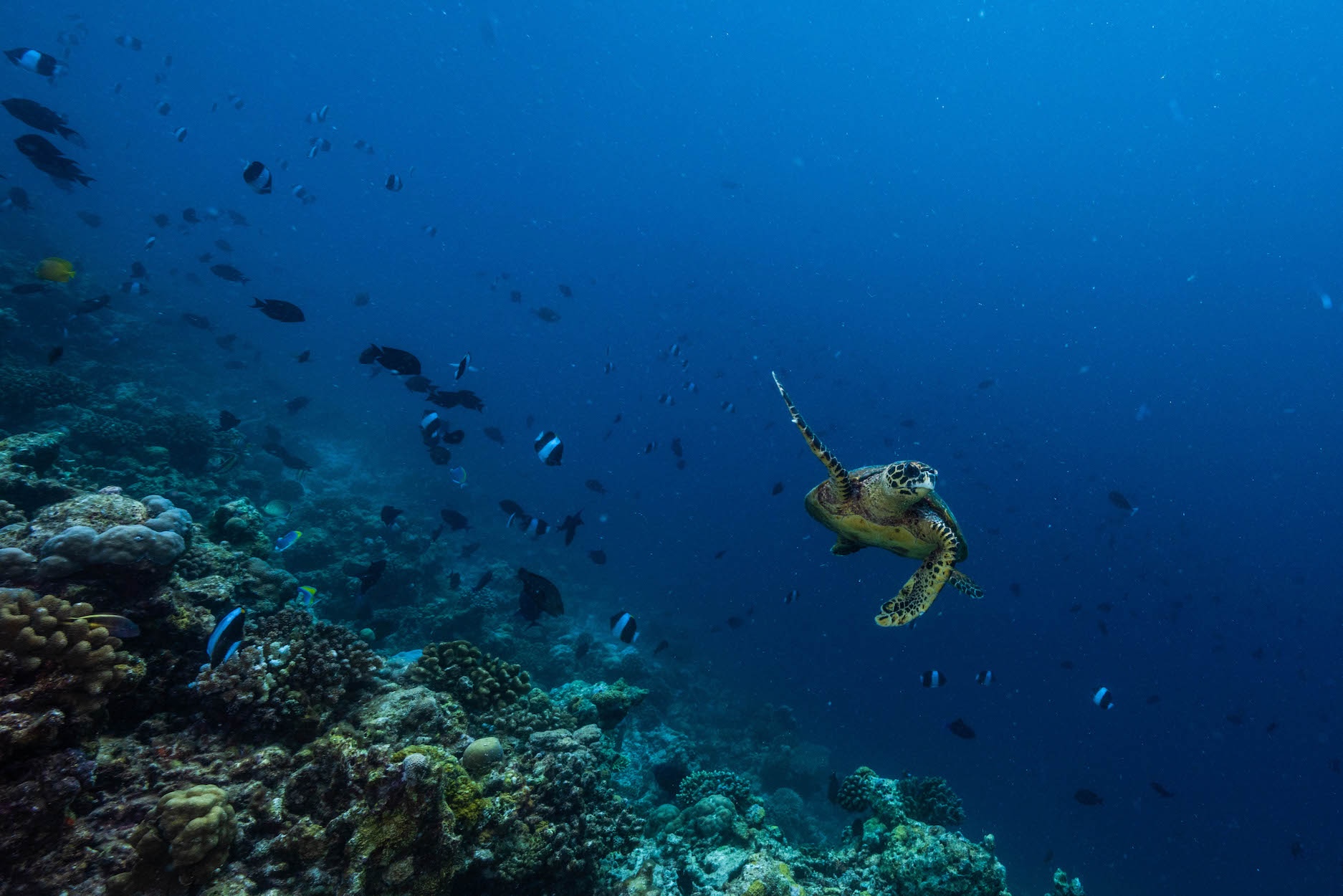 Snorkeling at Patina Maldives