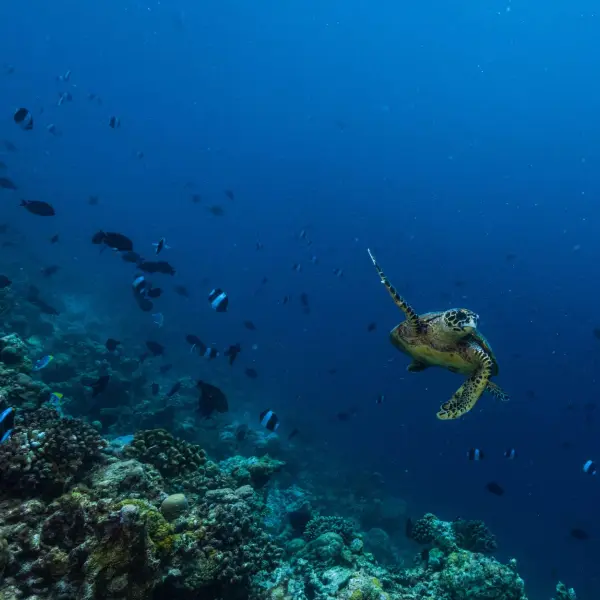 Snorkeling at Patina Maldives