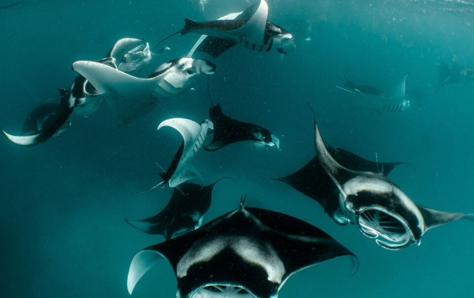 Snorkeling in Hanifaru Bay at .Here Maldives