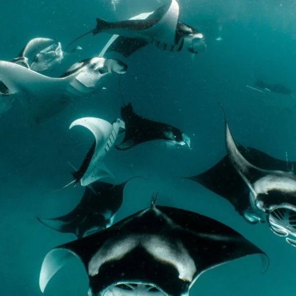 Snorkeling in Hanifaru Bay at .Here Maldives