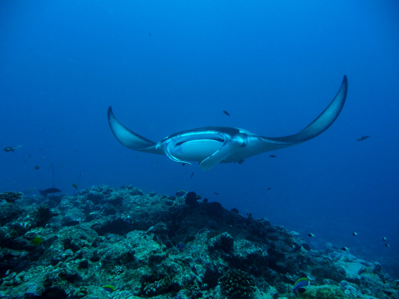 Snorkeling at Milaidhoo Maldives