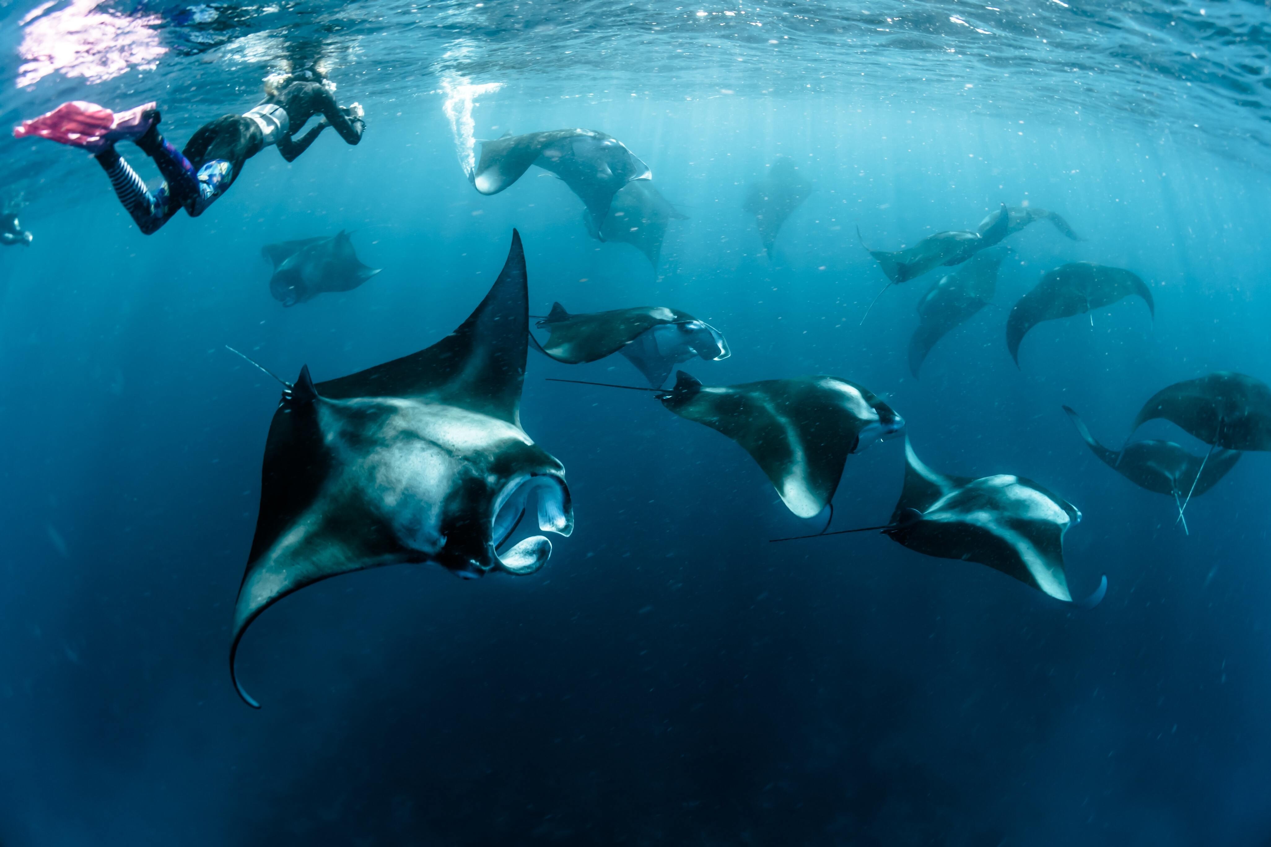Manta Snorkeling in Hanifaru Bay at Vakkaru Maldives