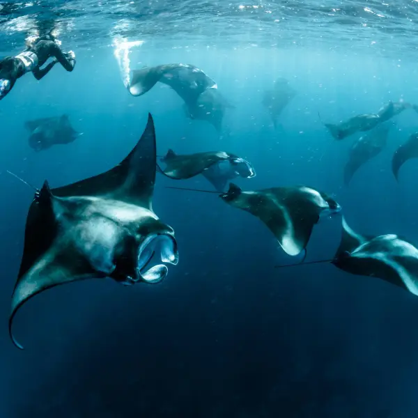 Manta Snorkeling in Hanifaru Bay at Vakkaru Maldives
