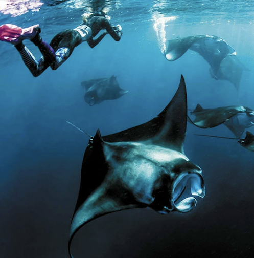 Snorkeling at Hanifaru Bat - The Nautilus Maldives