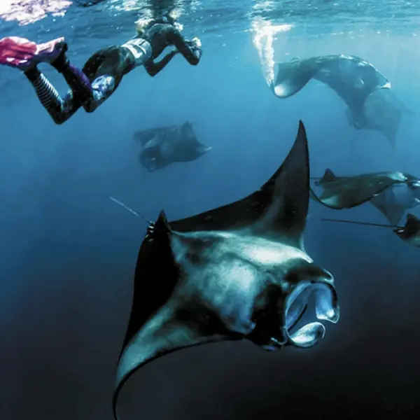 Snorkeling at Hanifaru Bat - The Nautilus Maldives