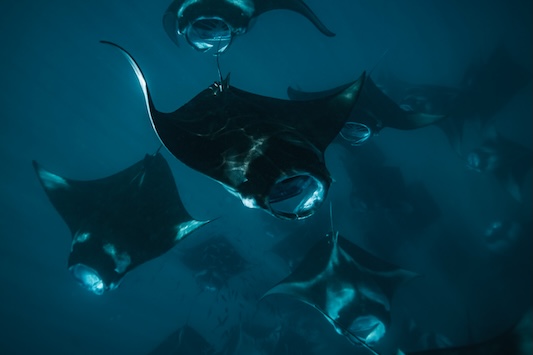 Snorkeling in Hanifaru Bay at Soneva Fushi