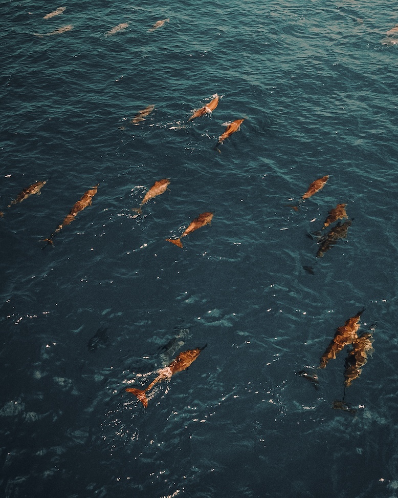 Dolphin Cruise Experience at Soneva Jani