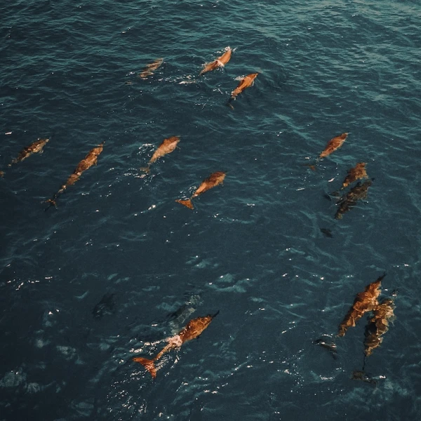 Dolphin Cruise Experience at Soneva Jani