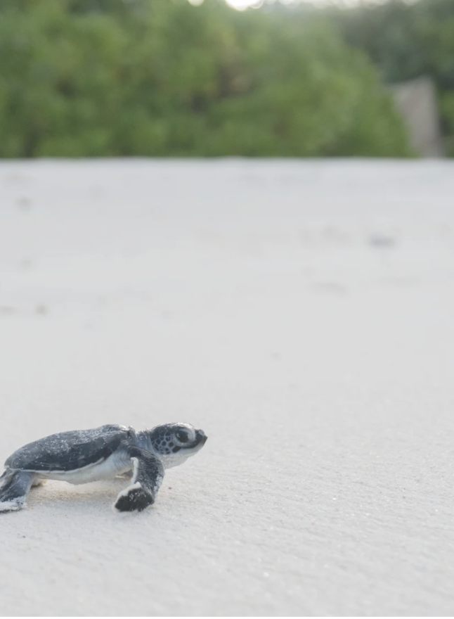 Turtle Hatching at Six Senses Laamu