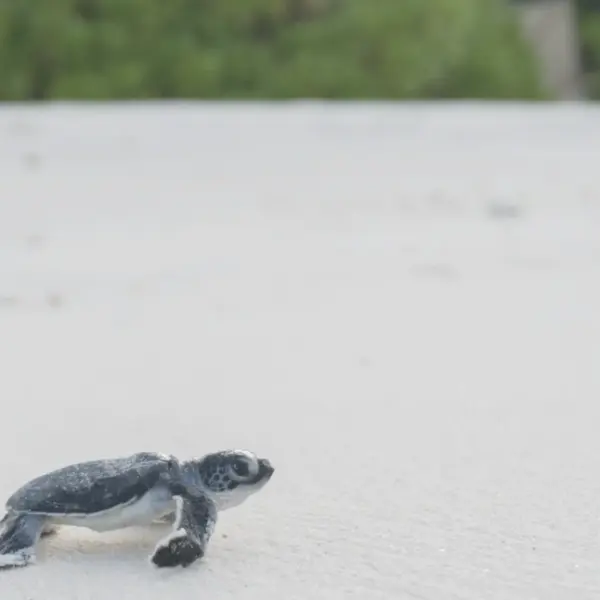 Turtle Hatching at Six Senses Laamu