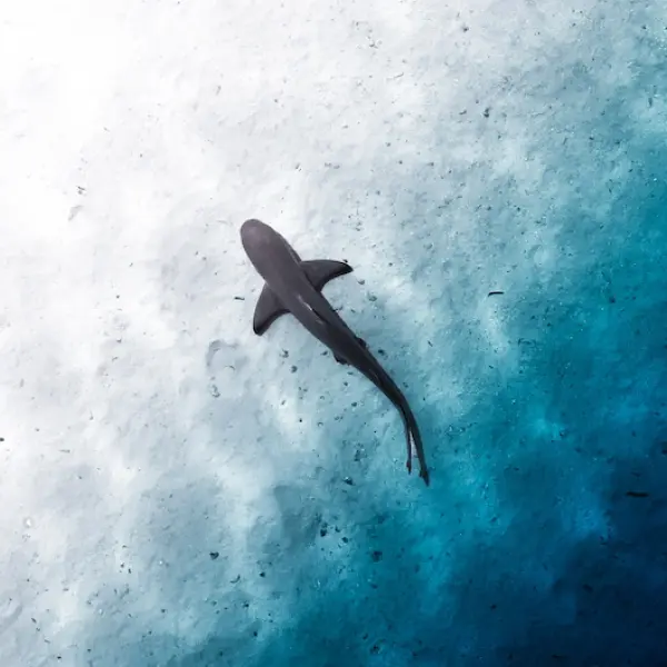 Snorkeling at W Maldives