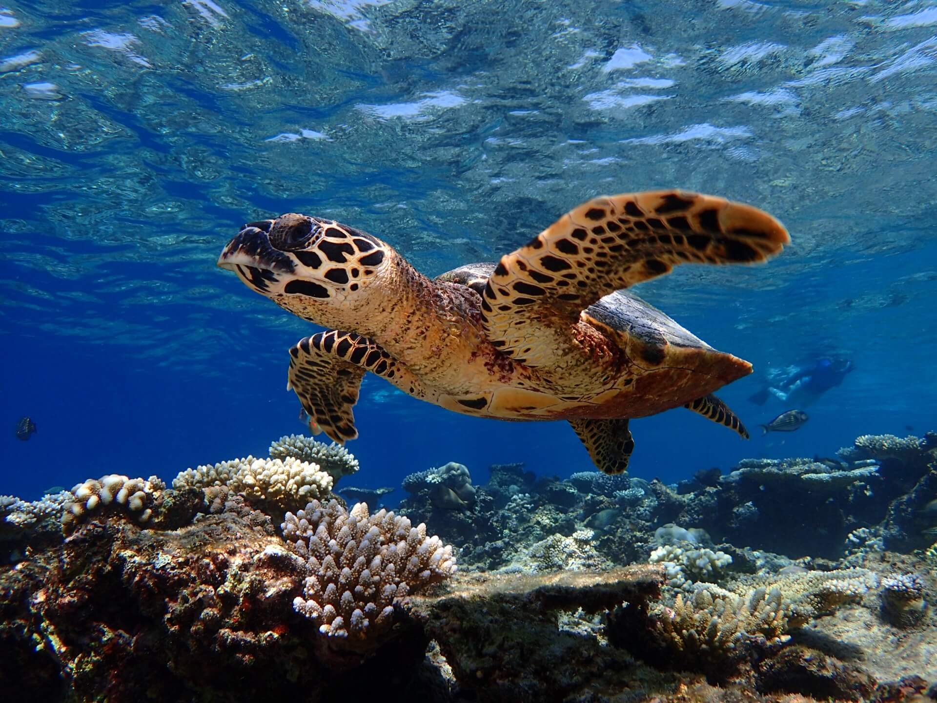 Baros Maldives reef with turtle