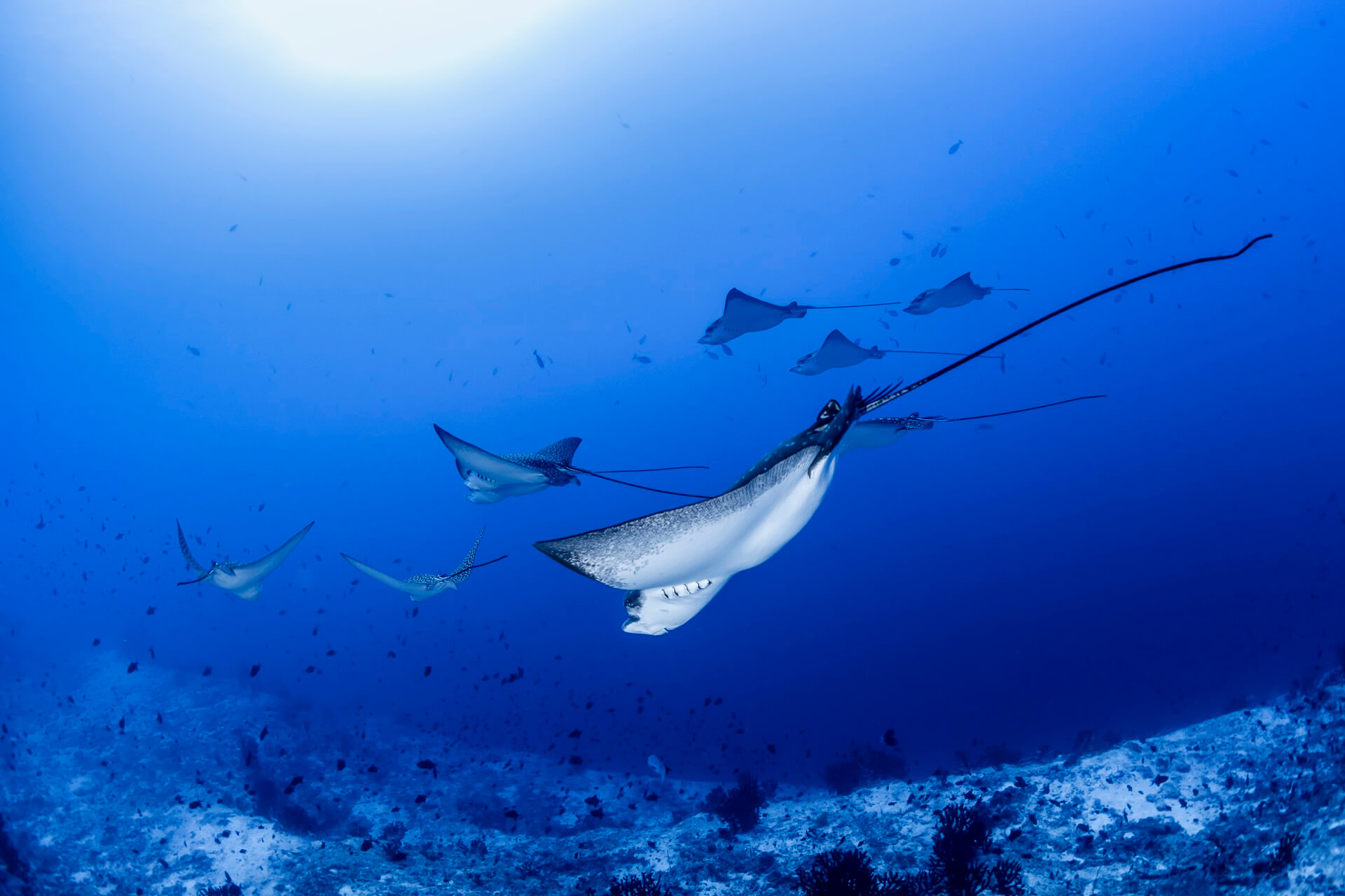 COMO Cocoa Island Eagle Rays