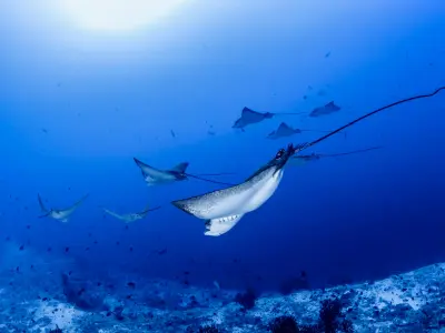COMO Cocoa Island Eagle Rays