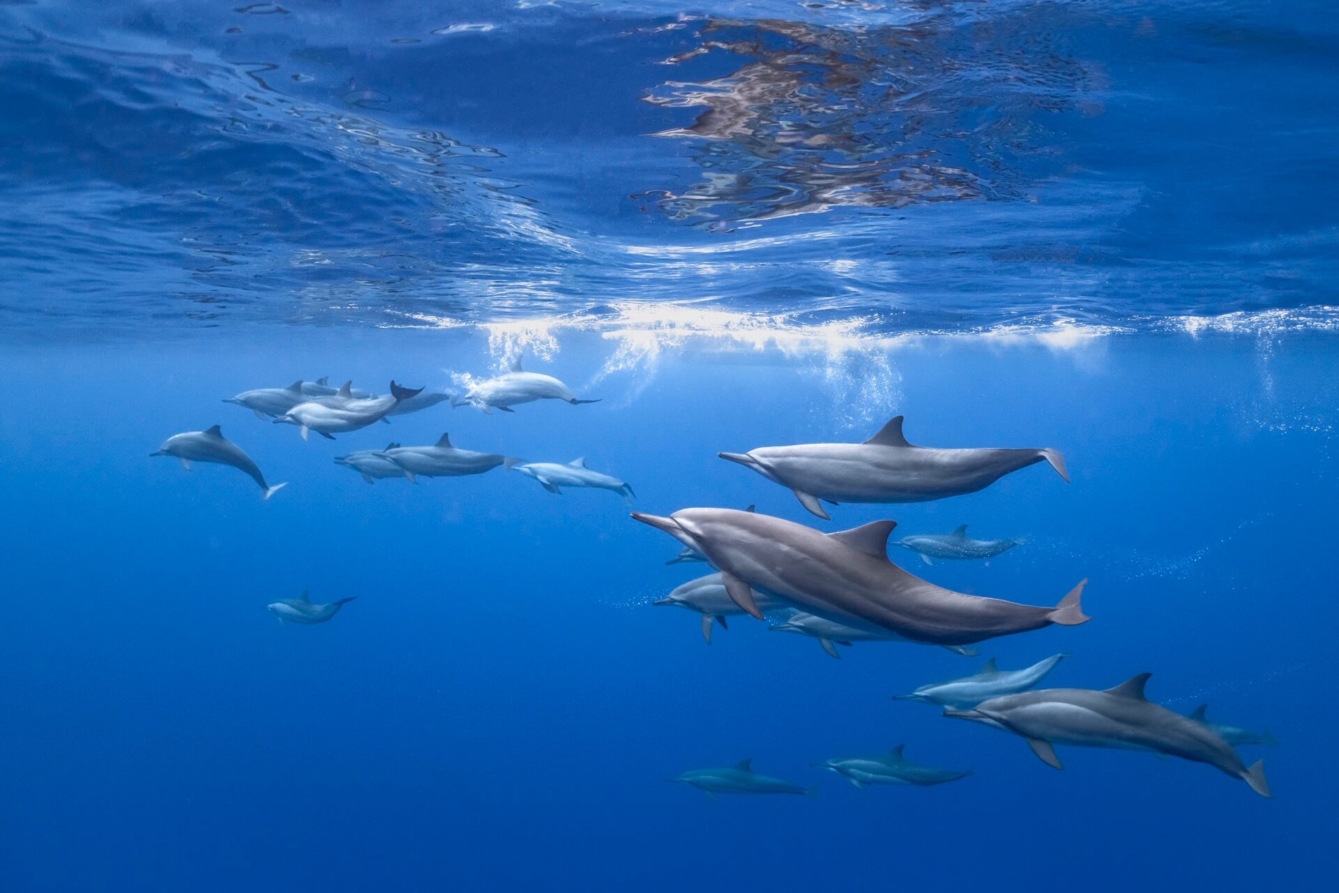 COMO Cocoa Island Dolphins