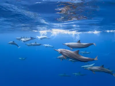 COMO Cocoa Island Dolphins