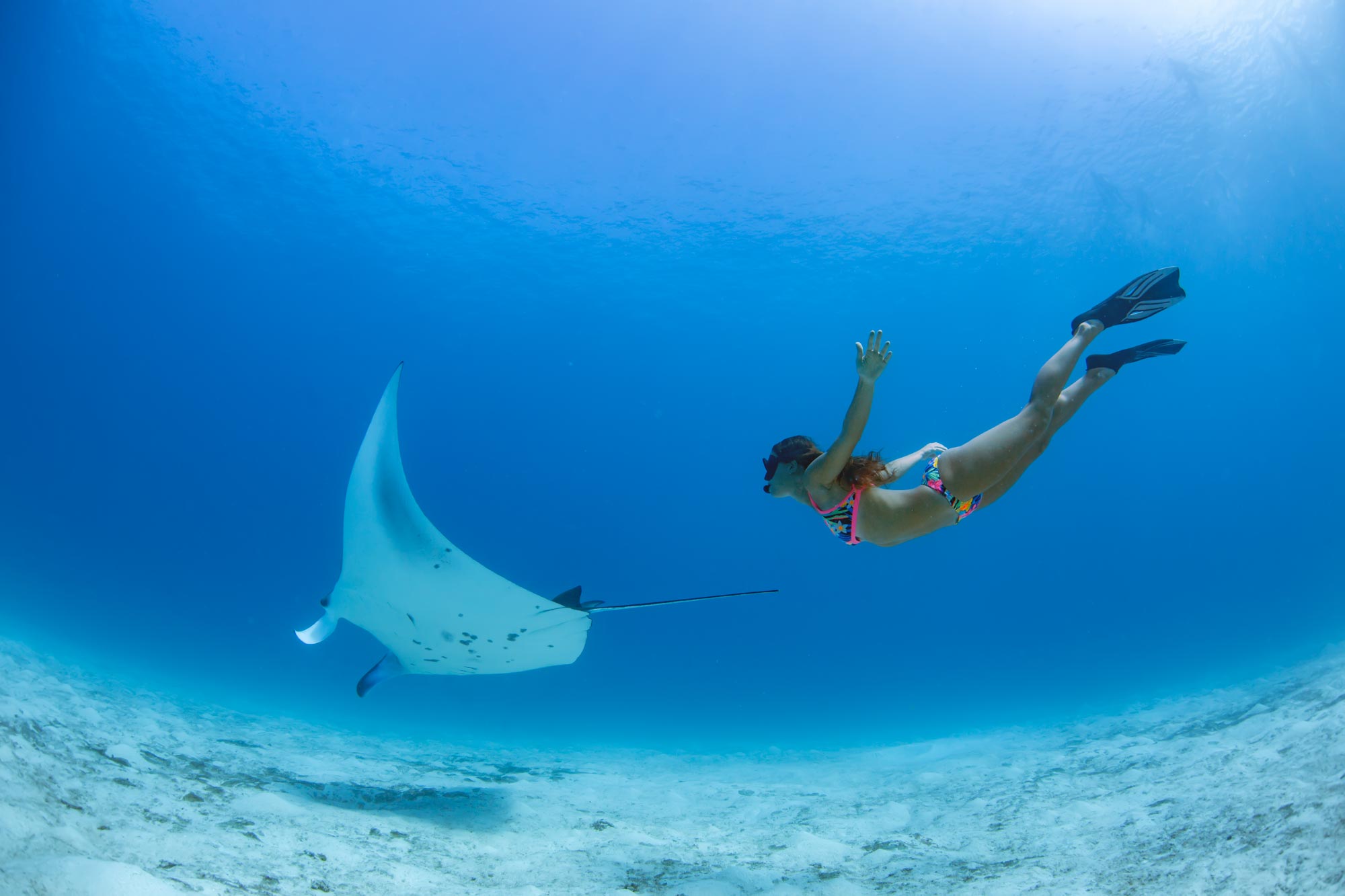 Emerald Maldives Resort & Spa Manta Ray Free Diving