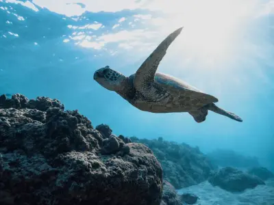 Huvafen Fushi Maldives - Reef, Snorkelling and Turtle