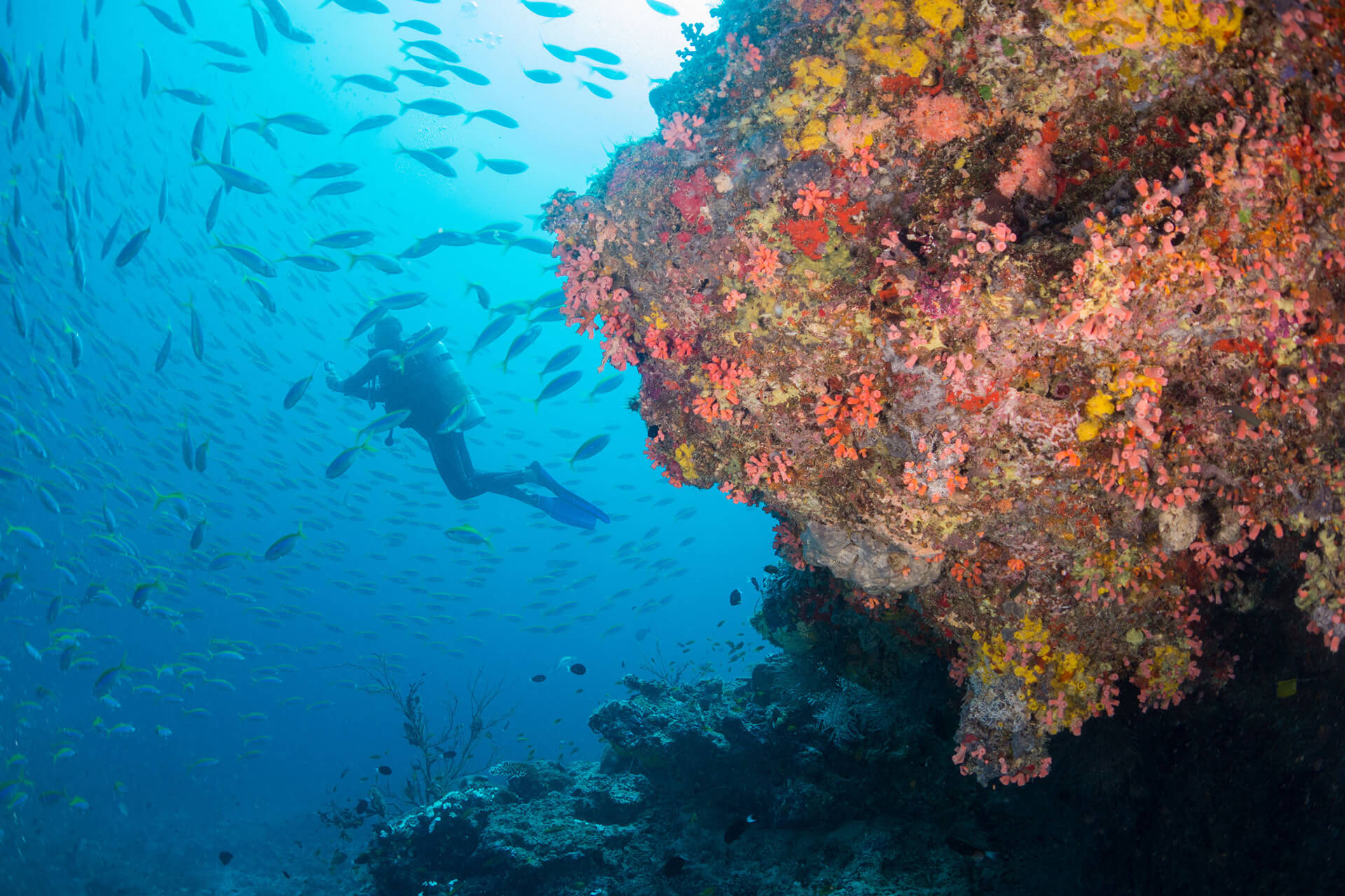 Milaidhoo Island Maldives Underwater Diving