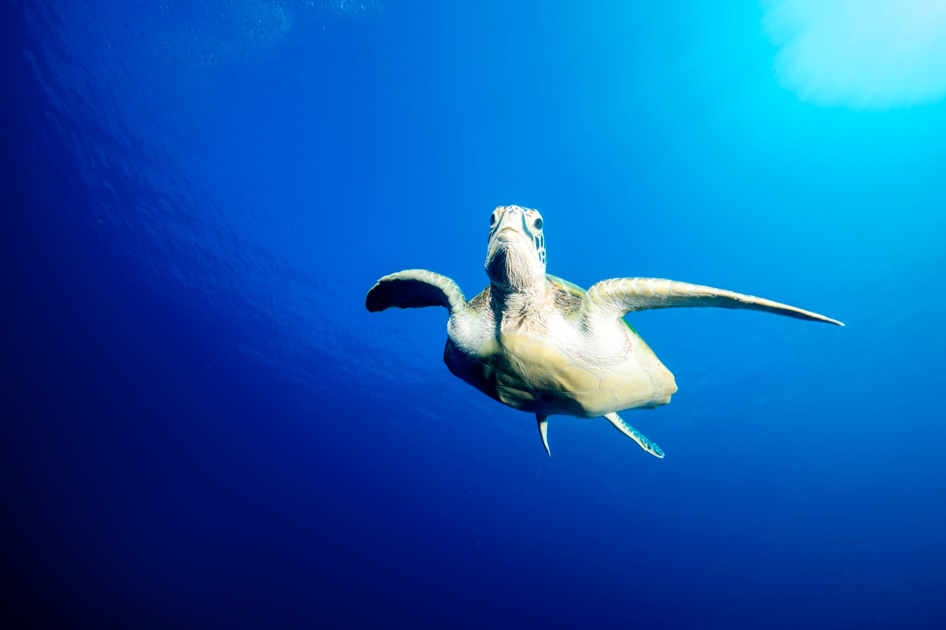 Pullman Maldives Maamutaa Turtle
