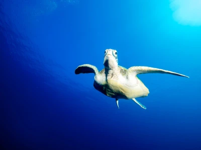 Pullman Maldives Maamutaa Turtle