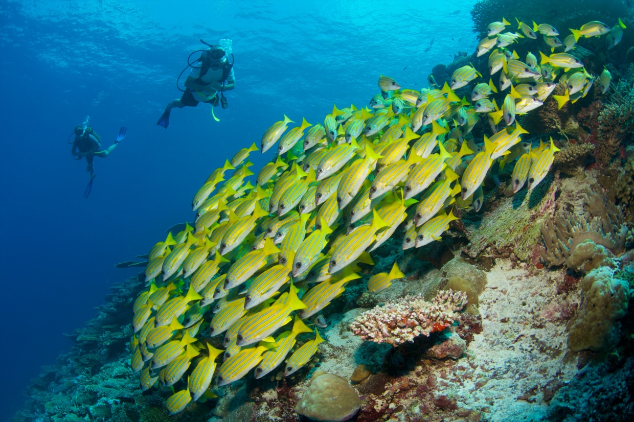 Six Senses Laamu Diving Water Sports