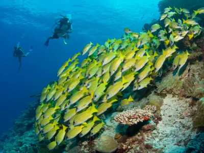 Six Senses Laamu Diving Water Sports