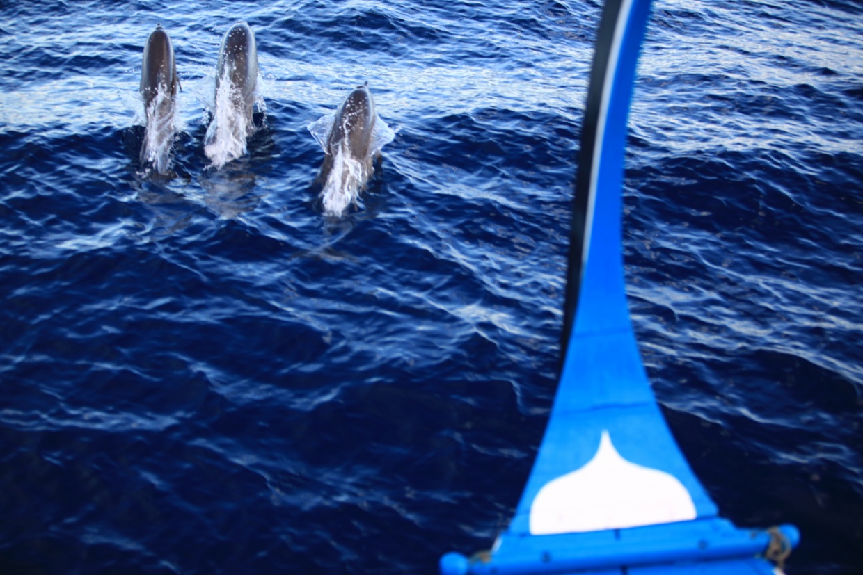 Six Senses Laamu Dolphin Sighting