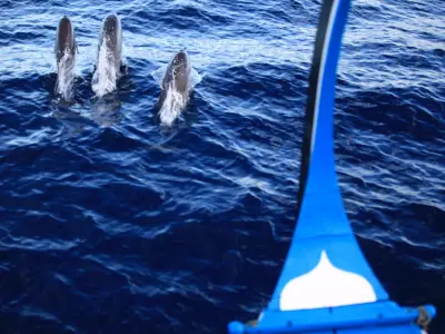 Six Senses Laamu Dolphin Sighting