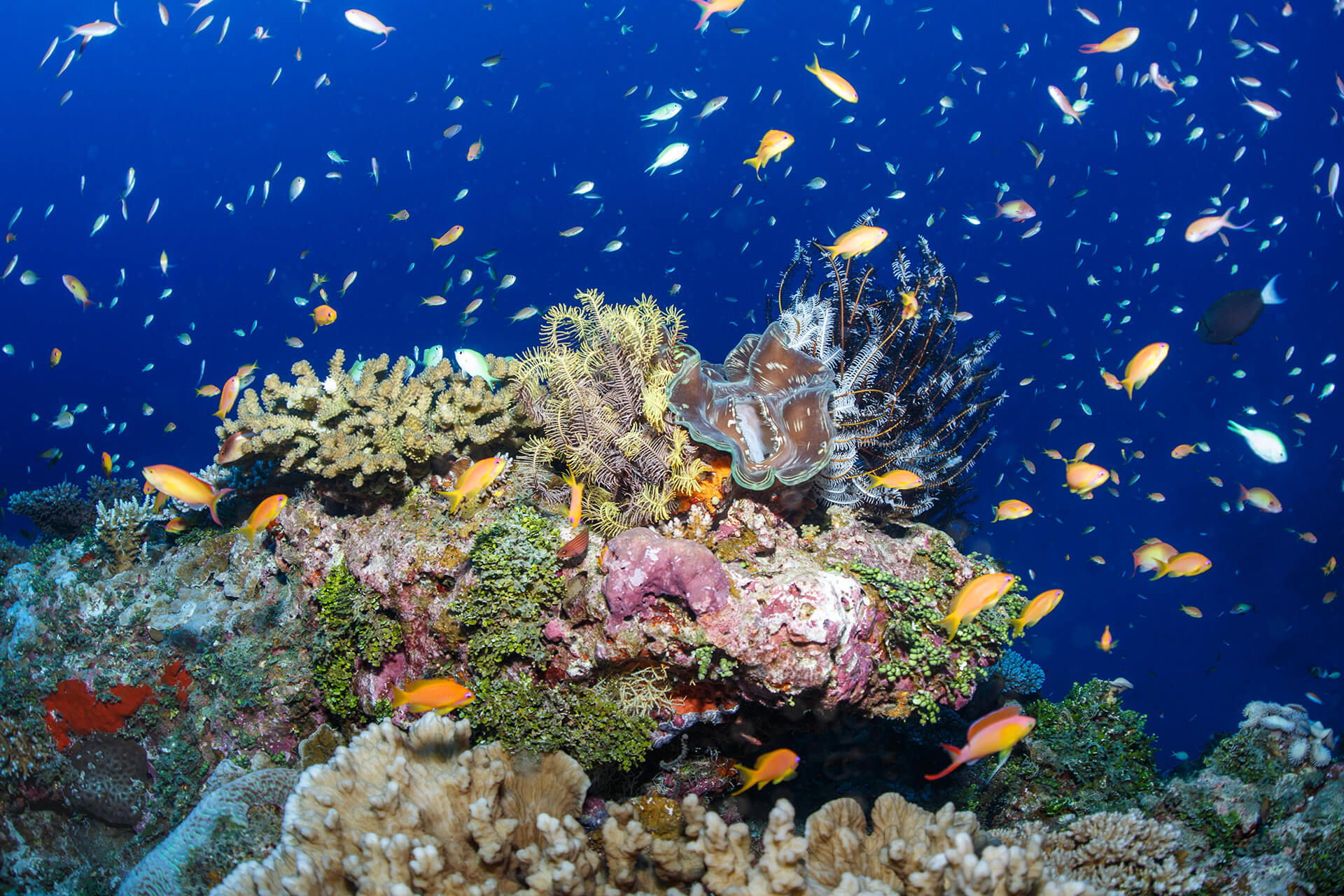 Six Senses Laamu House Reef