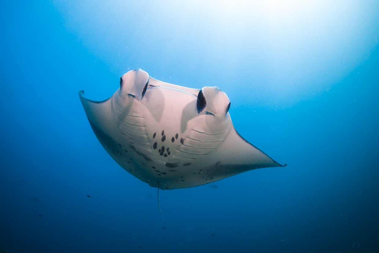 Six Senses Laamu Manta Ray