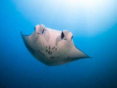 Six Senses Laamu Manta Ray