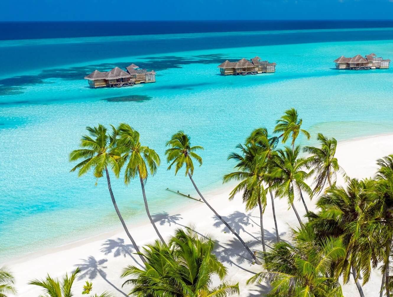 Gili Lankanfushi Flora and Fauna